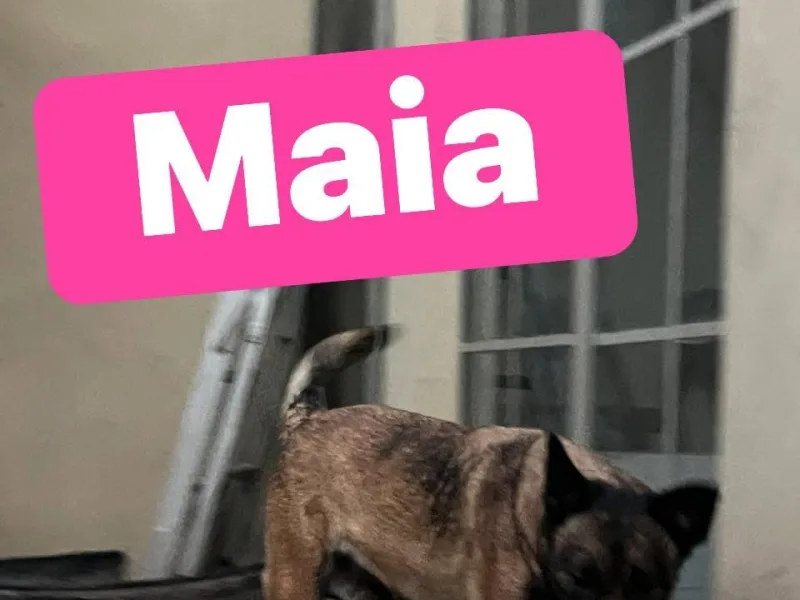 MAIA