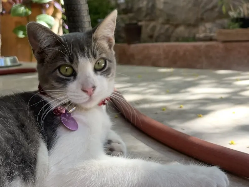 Pimienta