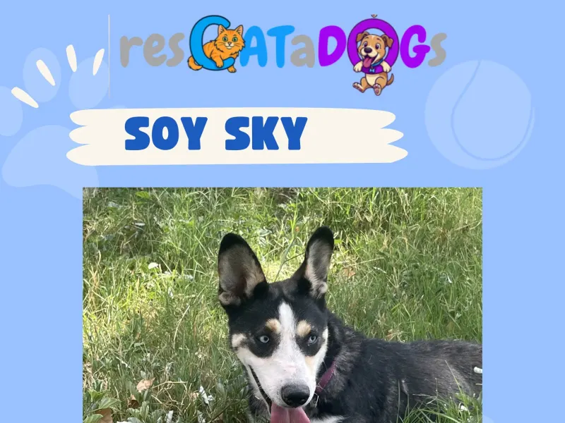 Sky