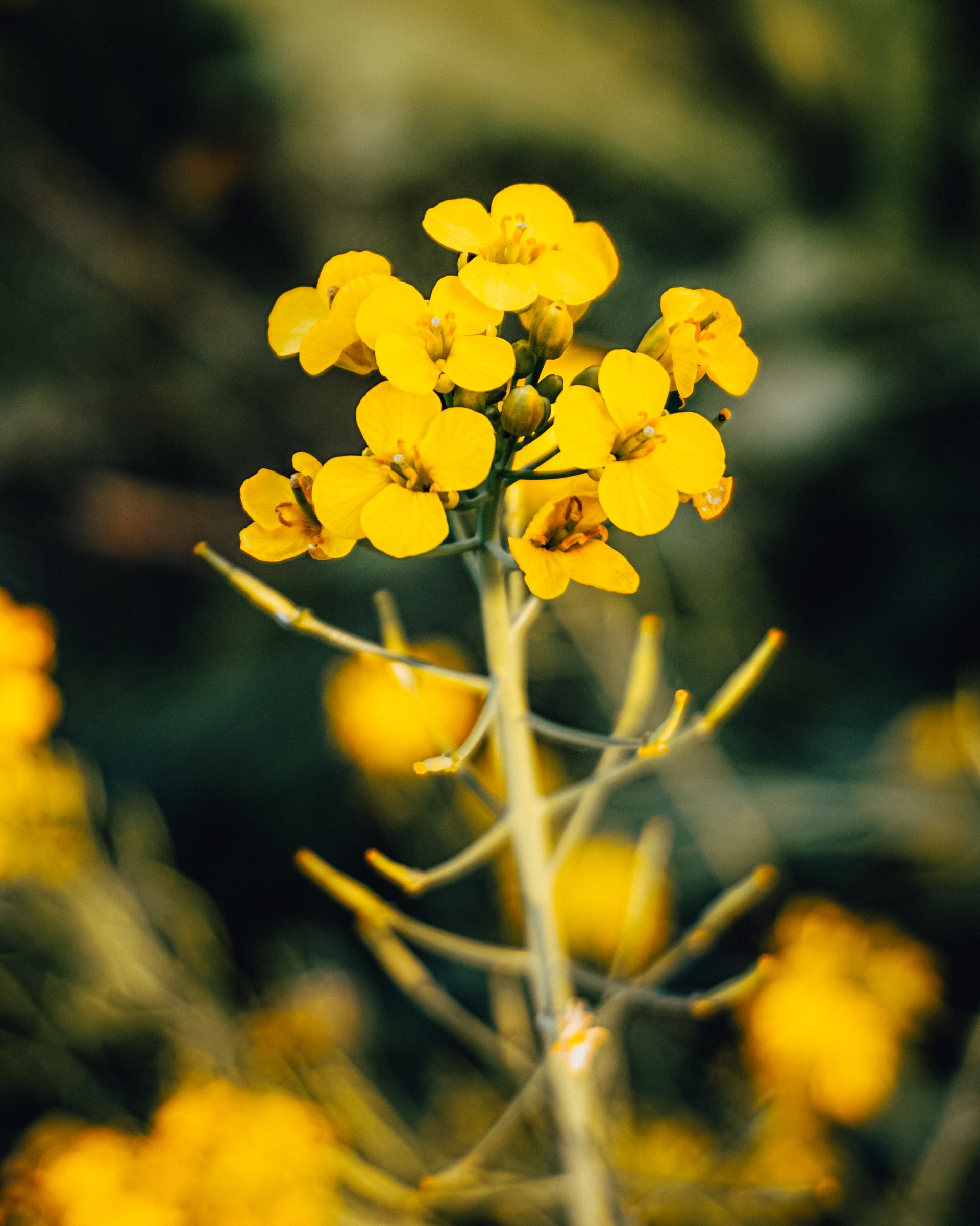 YELLOWS