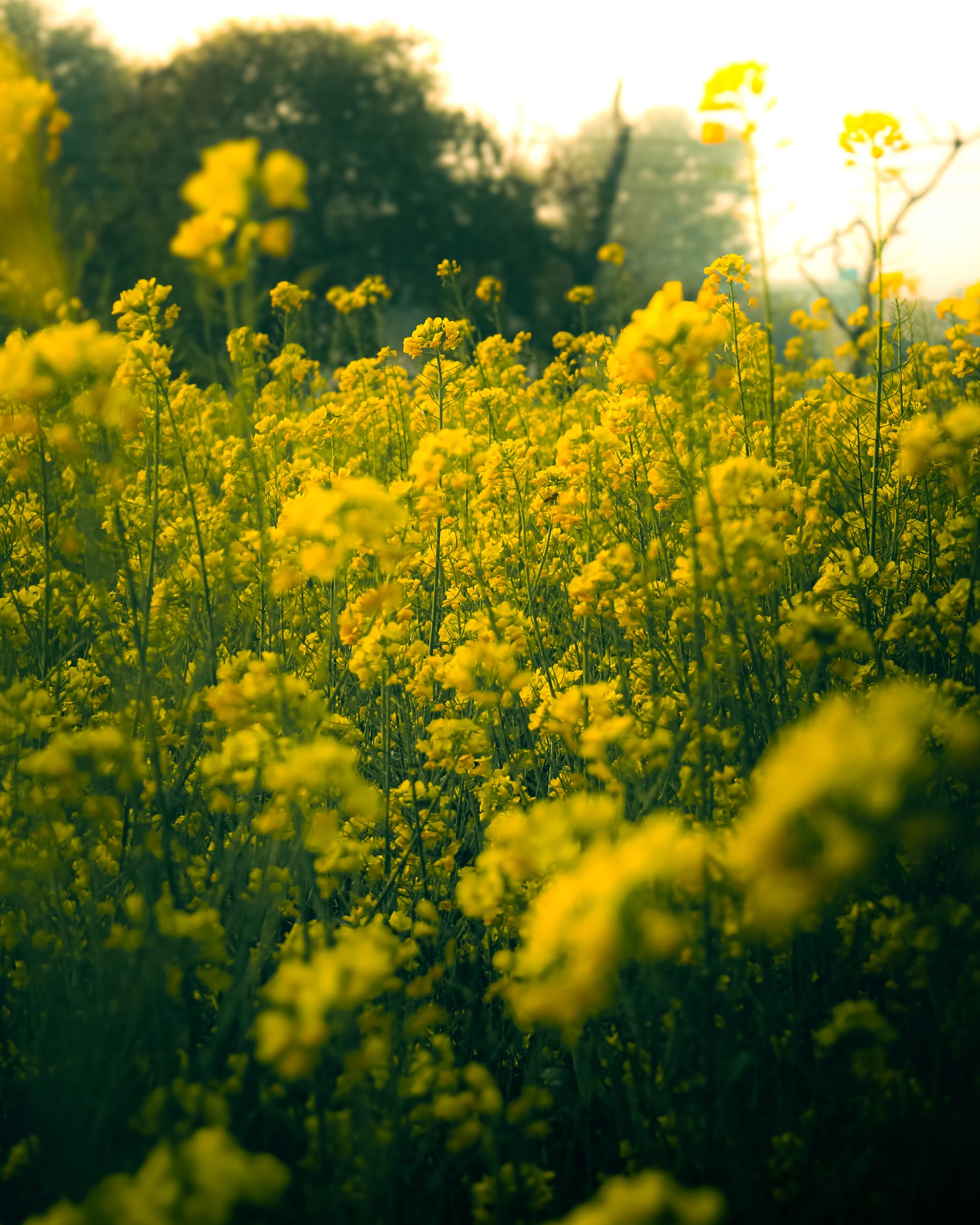 MUSTARD
