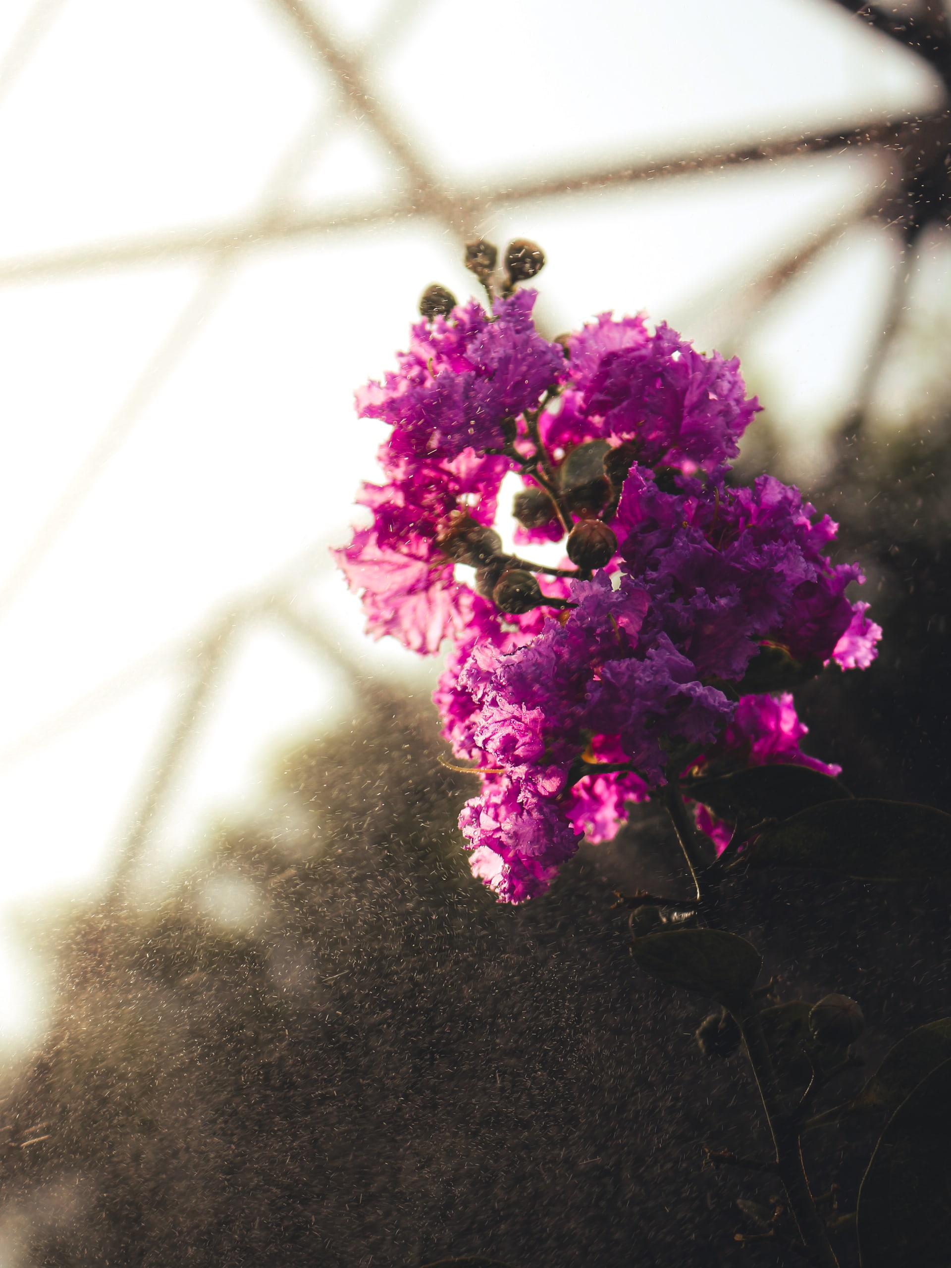 Summer Haze - Plate 3