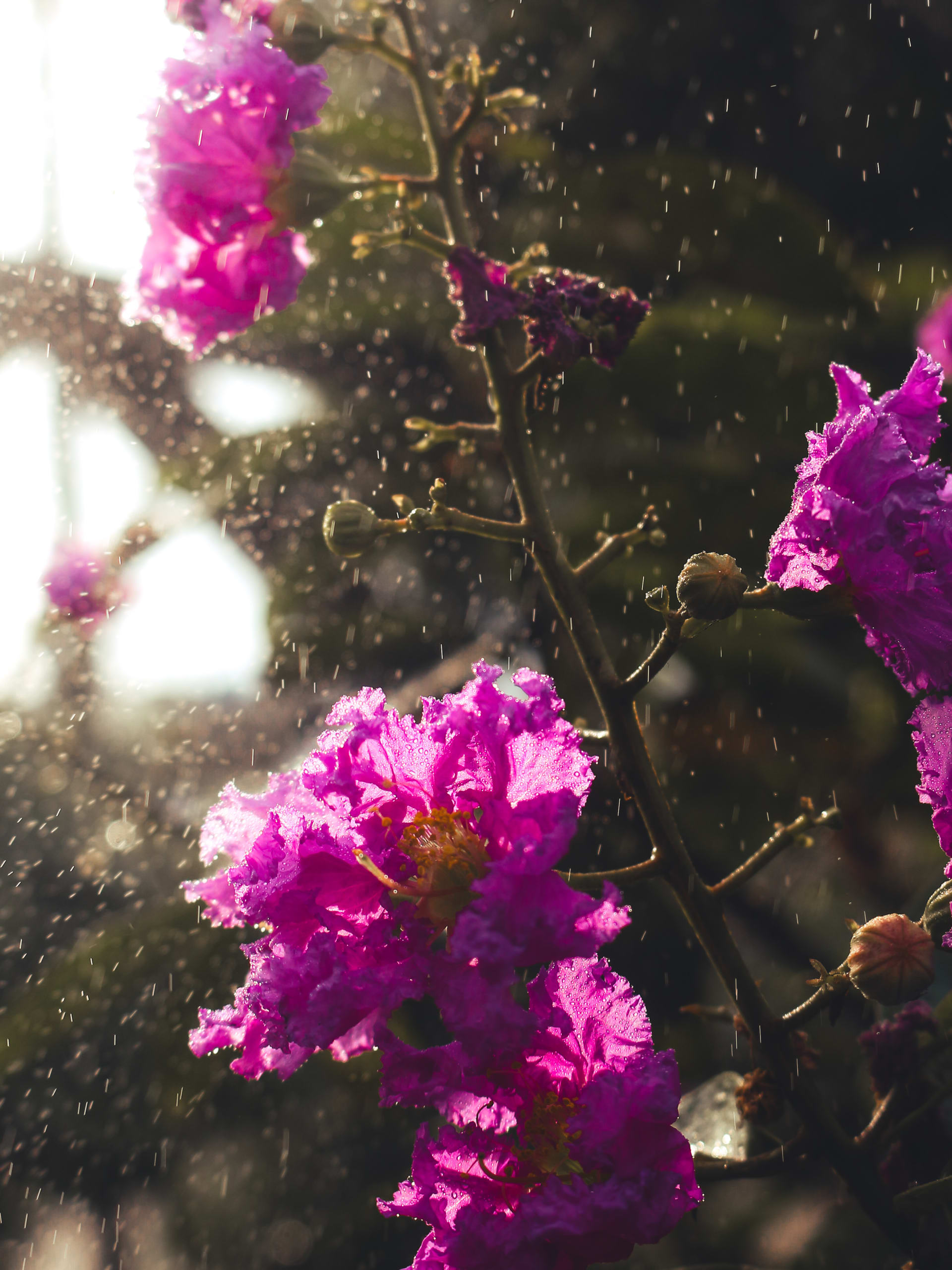 Summer Haze - Plate 4