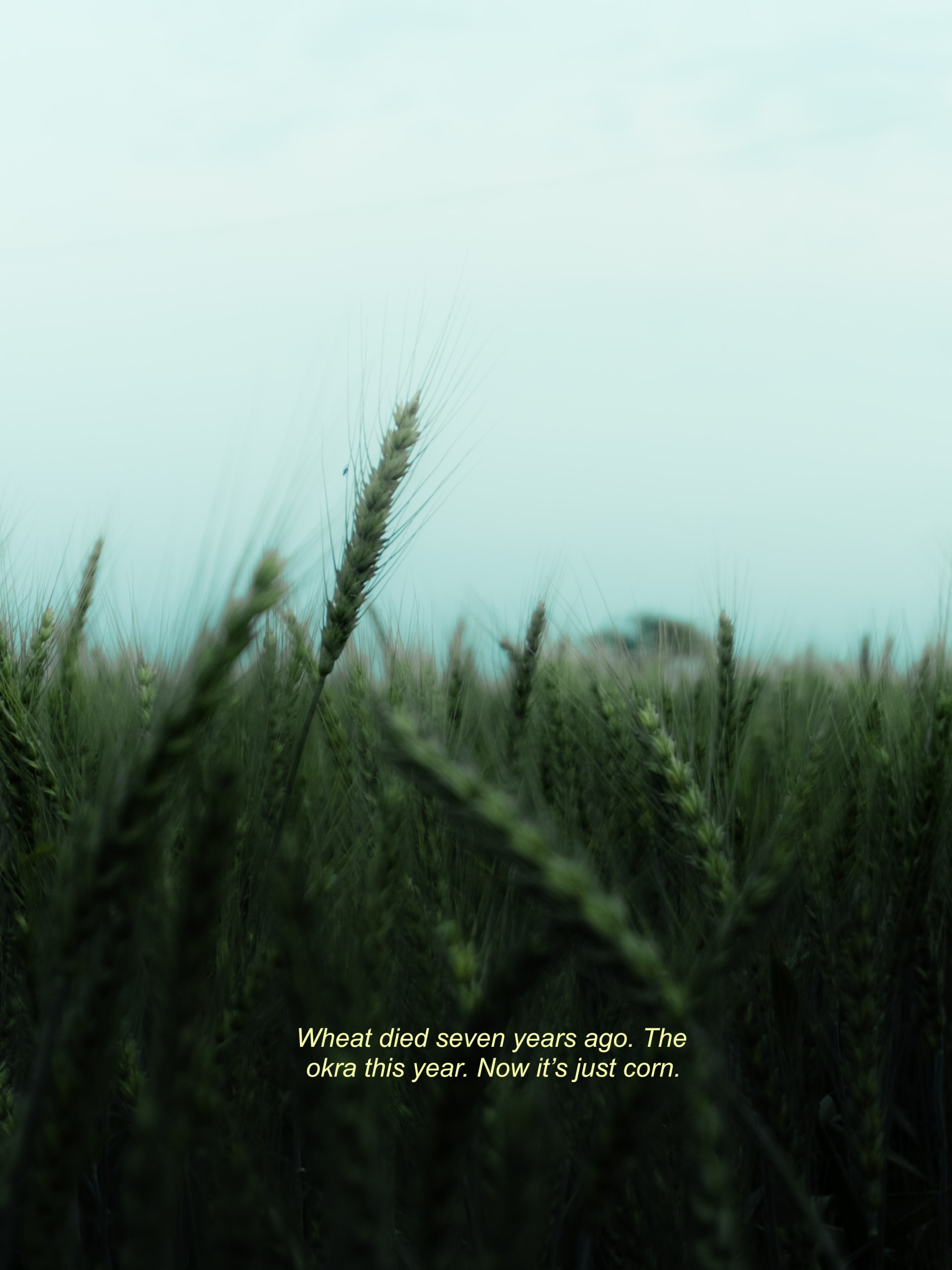 CORNFIELD - Plate 5