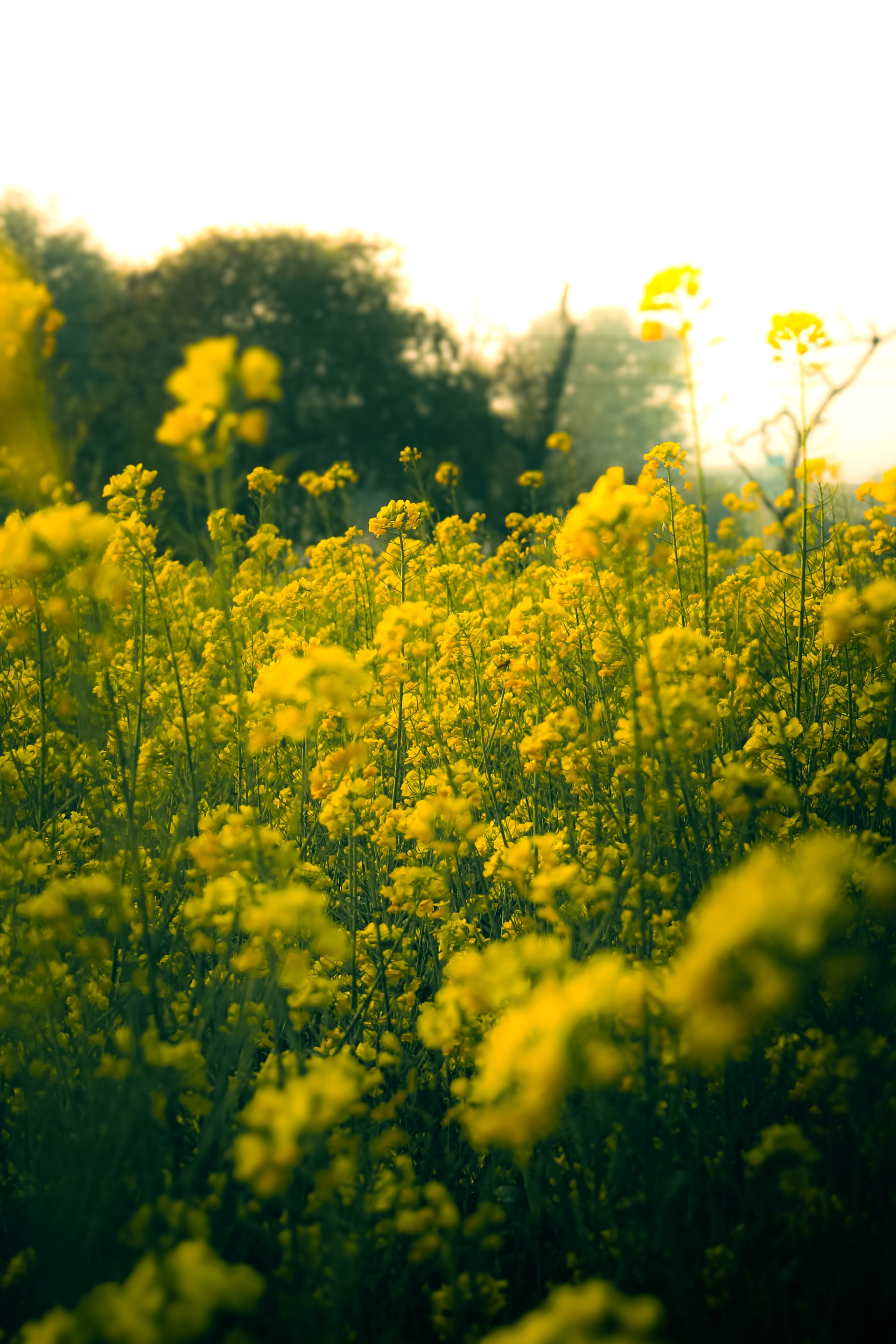 MUSTARD