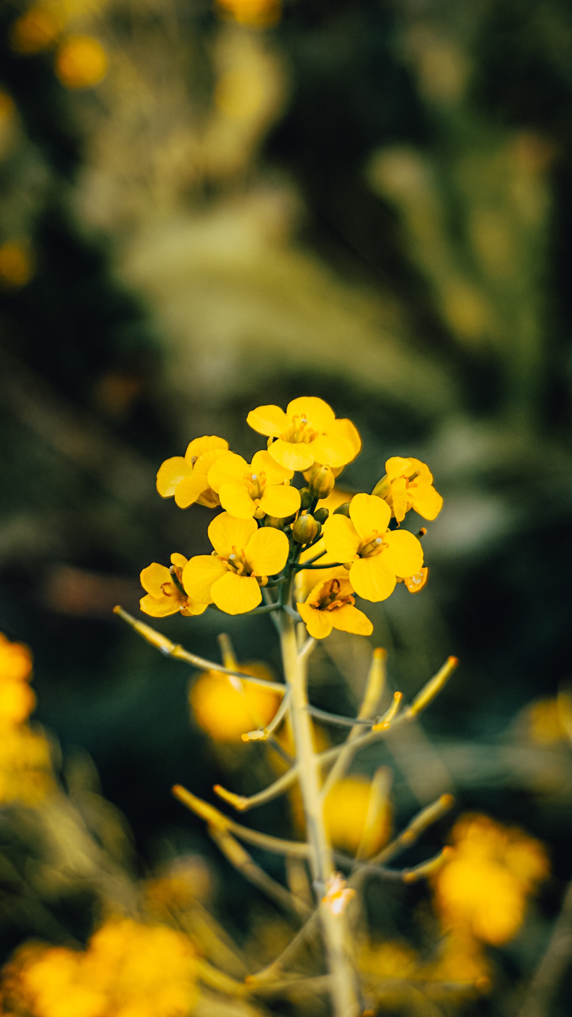 YELLOWS blurred background