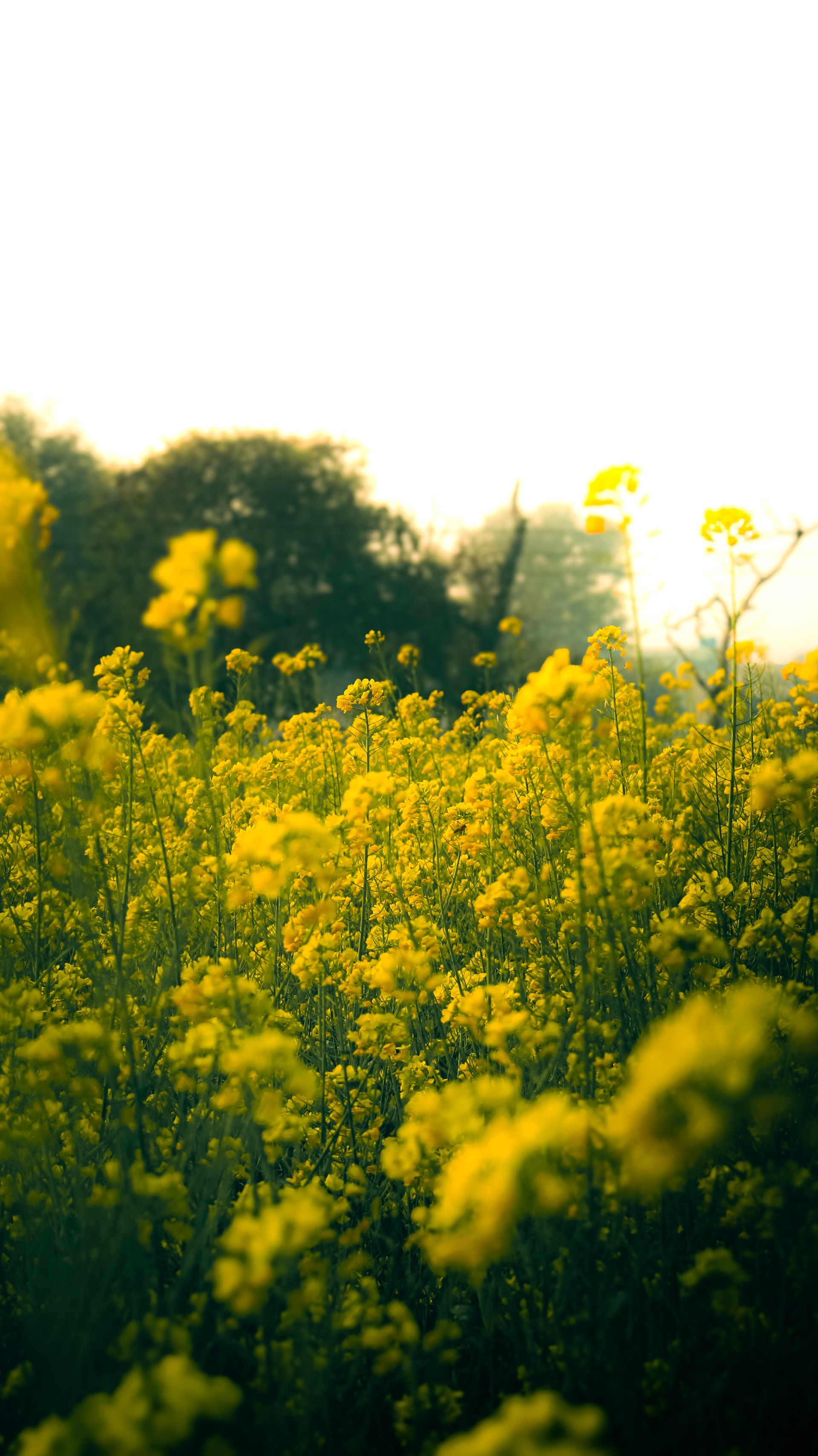 MUSTARD
