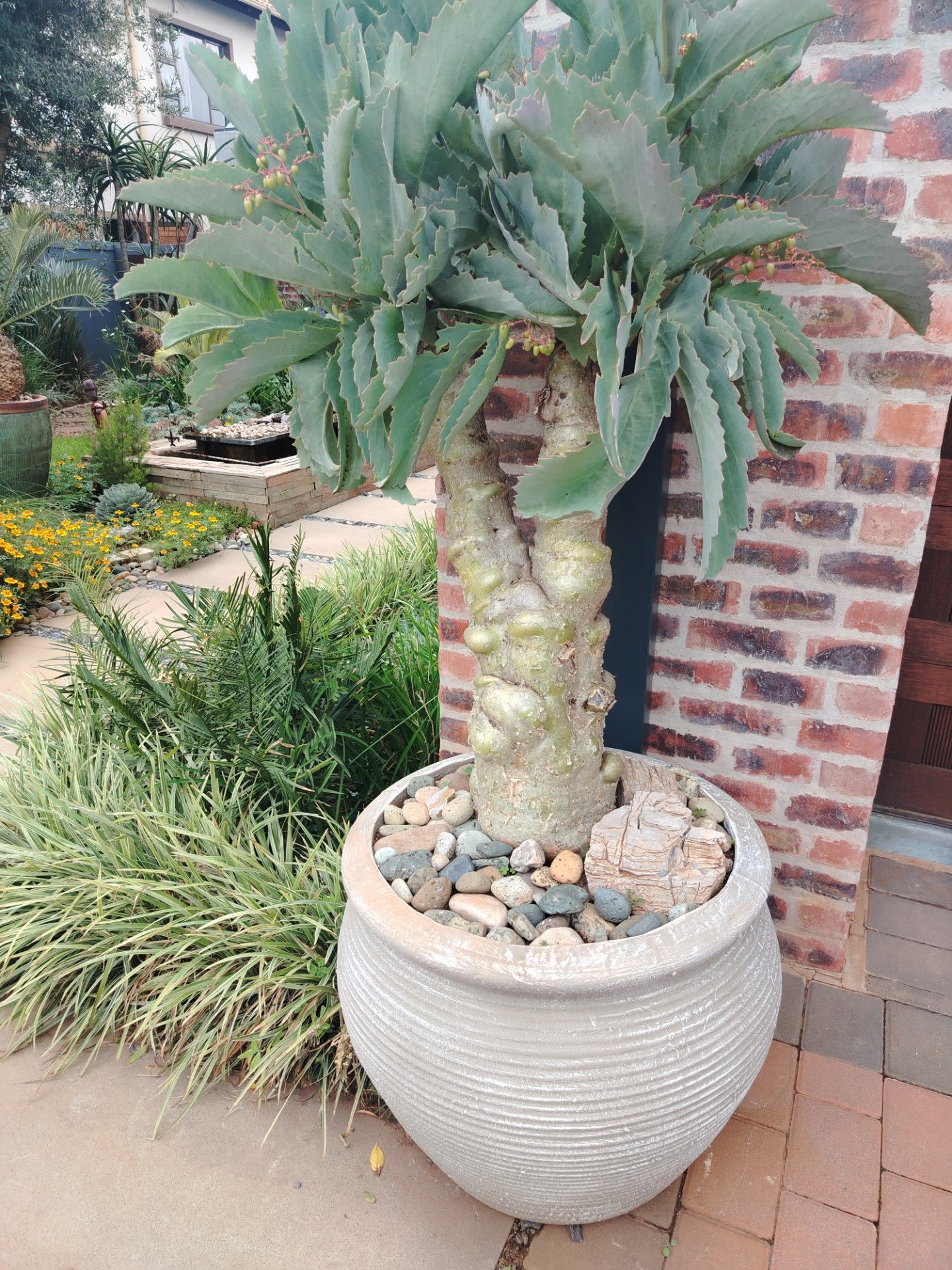 Outdoor Planters Fourways: Premium GRC Solutions