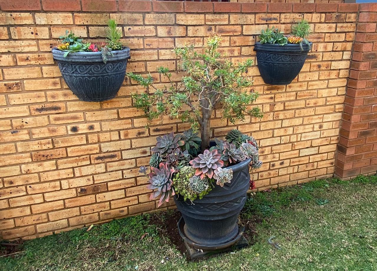 How to Choose the Right Pot Size for Your Plant