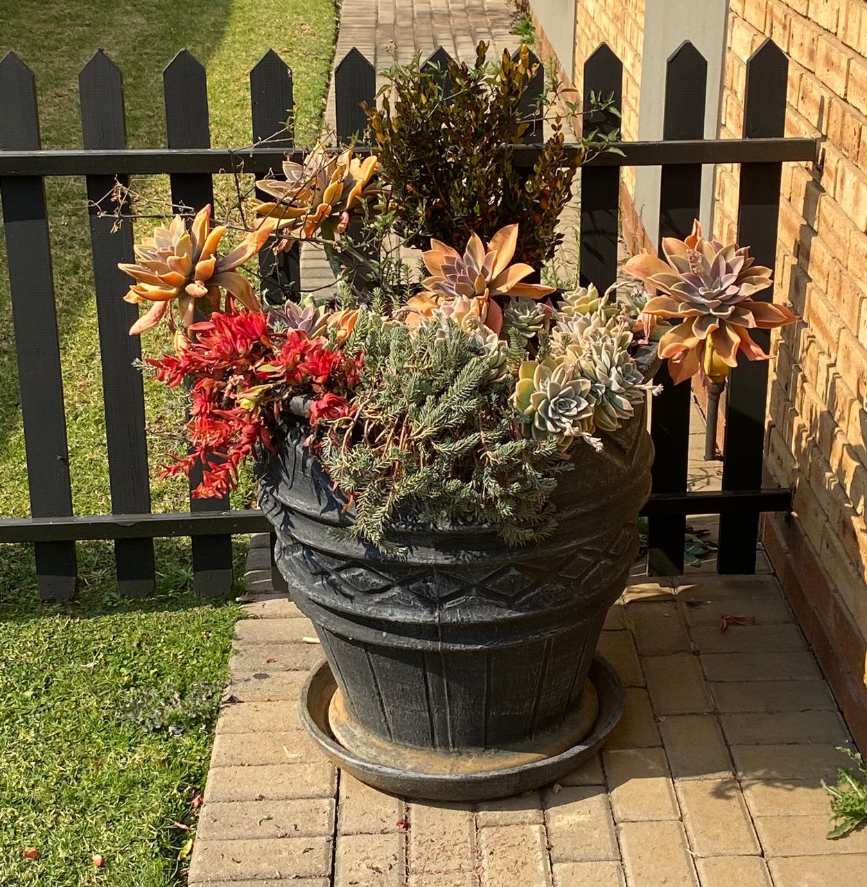 Water Features in Pots β Low-Maintenance Edition