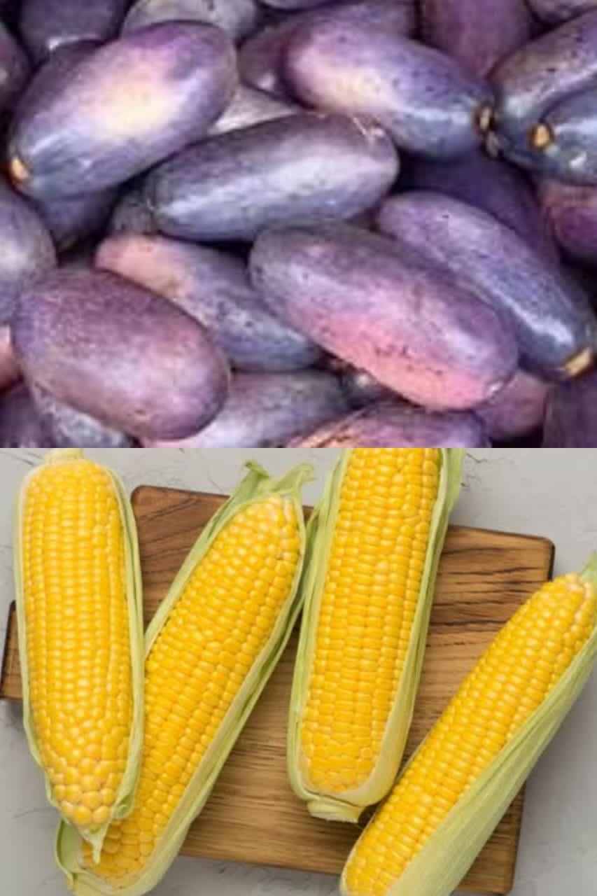 Tomorrow is delivery day   40pcs of sweet ikom pear    20pcs of freshly harvested corn.   17k   Onitsha Anambra state