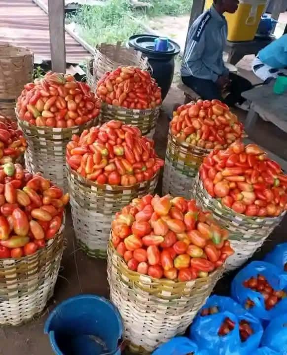 Tomato 