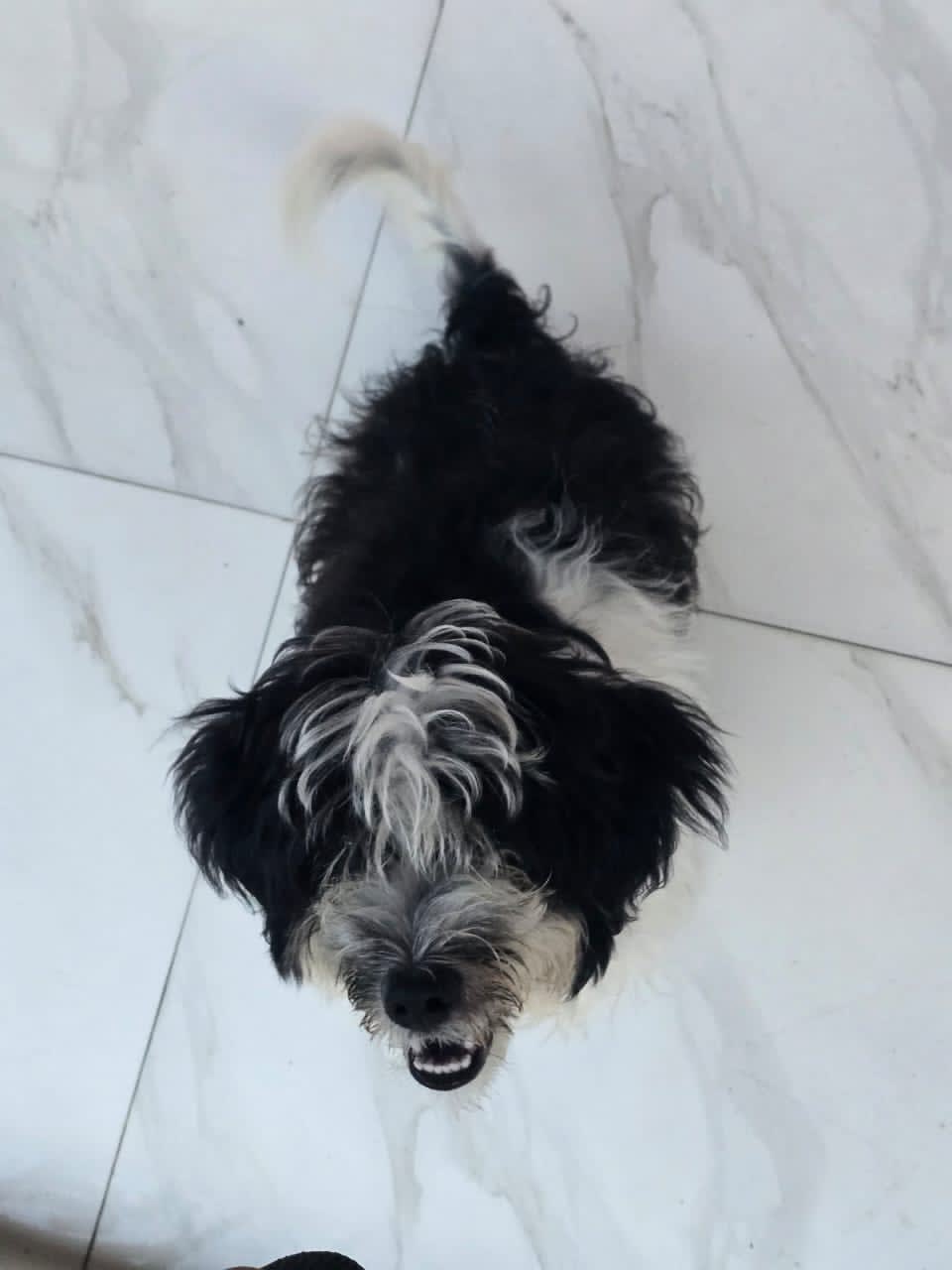Dog