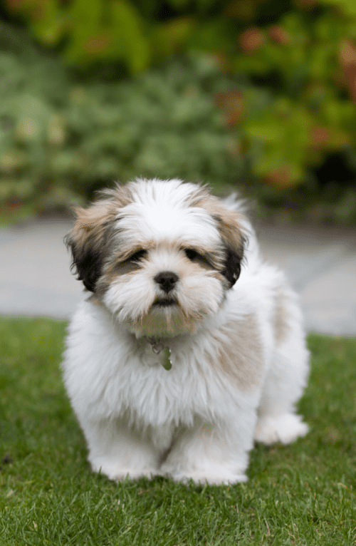 Lhasa Apso