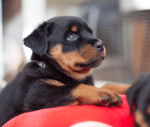Rottweiler 