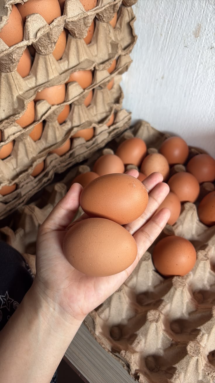Crates of eggs 