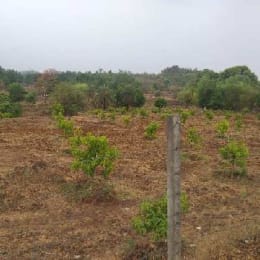 Raju Farm