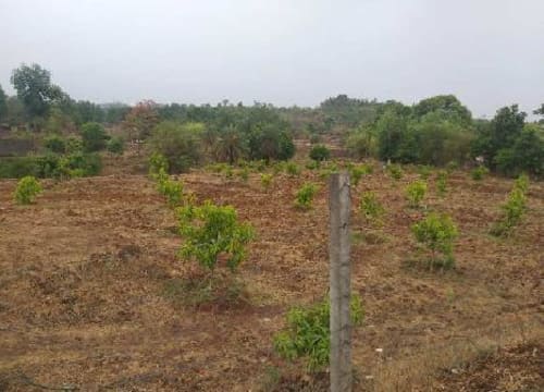 Raju Farm