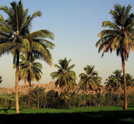 11 acres 20 guntas Farm Land in Nandigama — Ranga Reddy