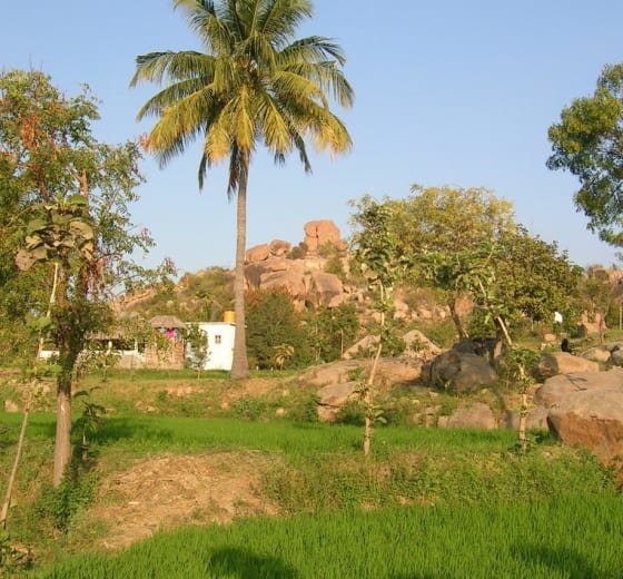 10-acre ragi land, Doddaballapur