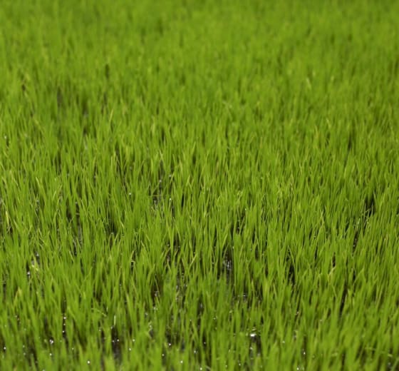 17 acres Farm Land in Doultabad — Vikarabad