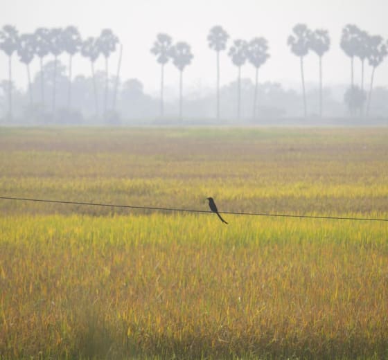 2.5-acre rice land, Mulshi