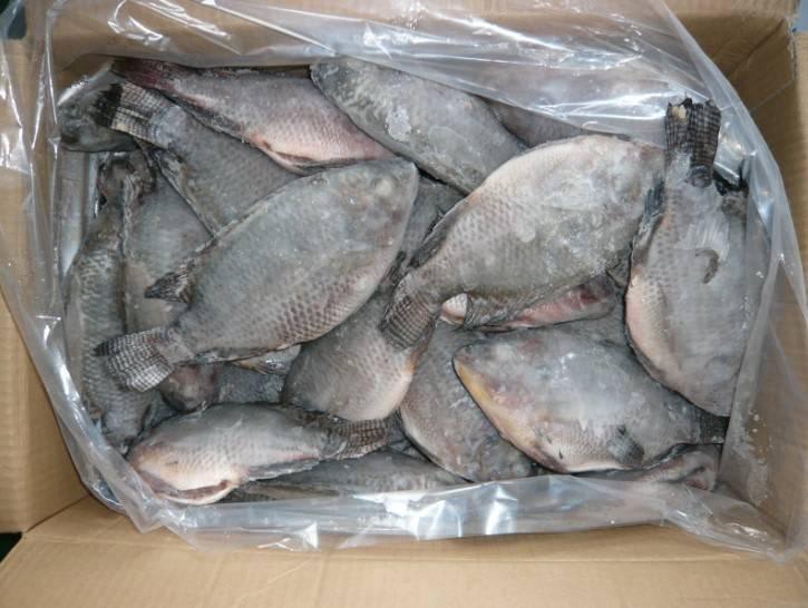 Box of Tilipia (available in small pack