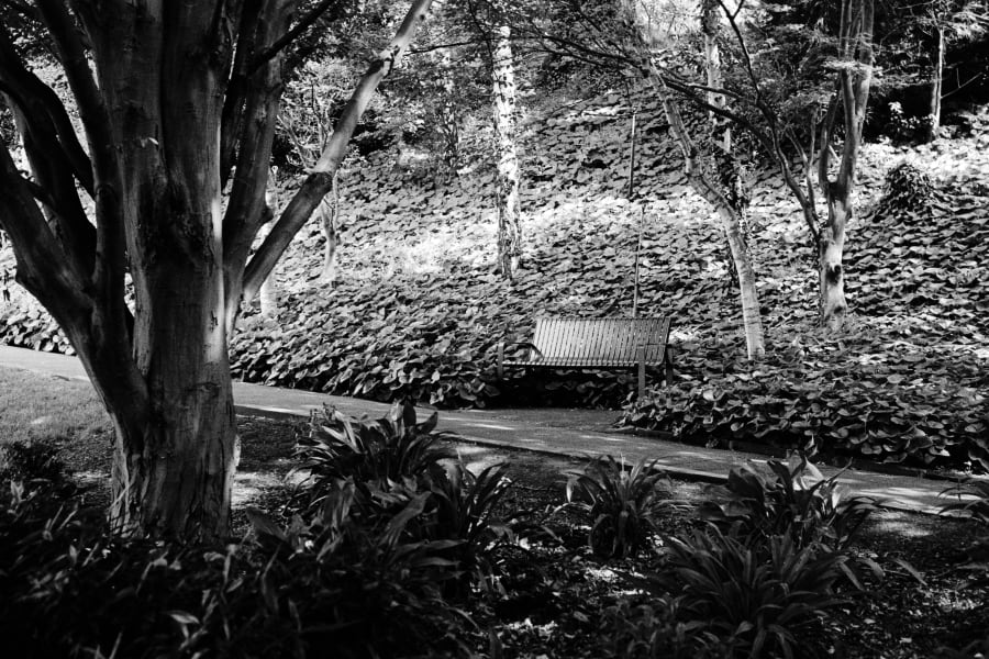 Black and white photograph of an empty park bench at the foot of a steep ivy-covered bank, framed by a bare-limbed tree and a path curving through low ferns.