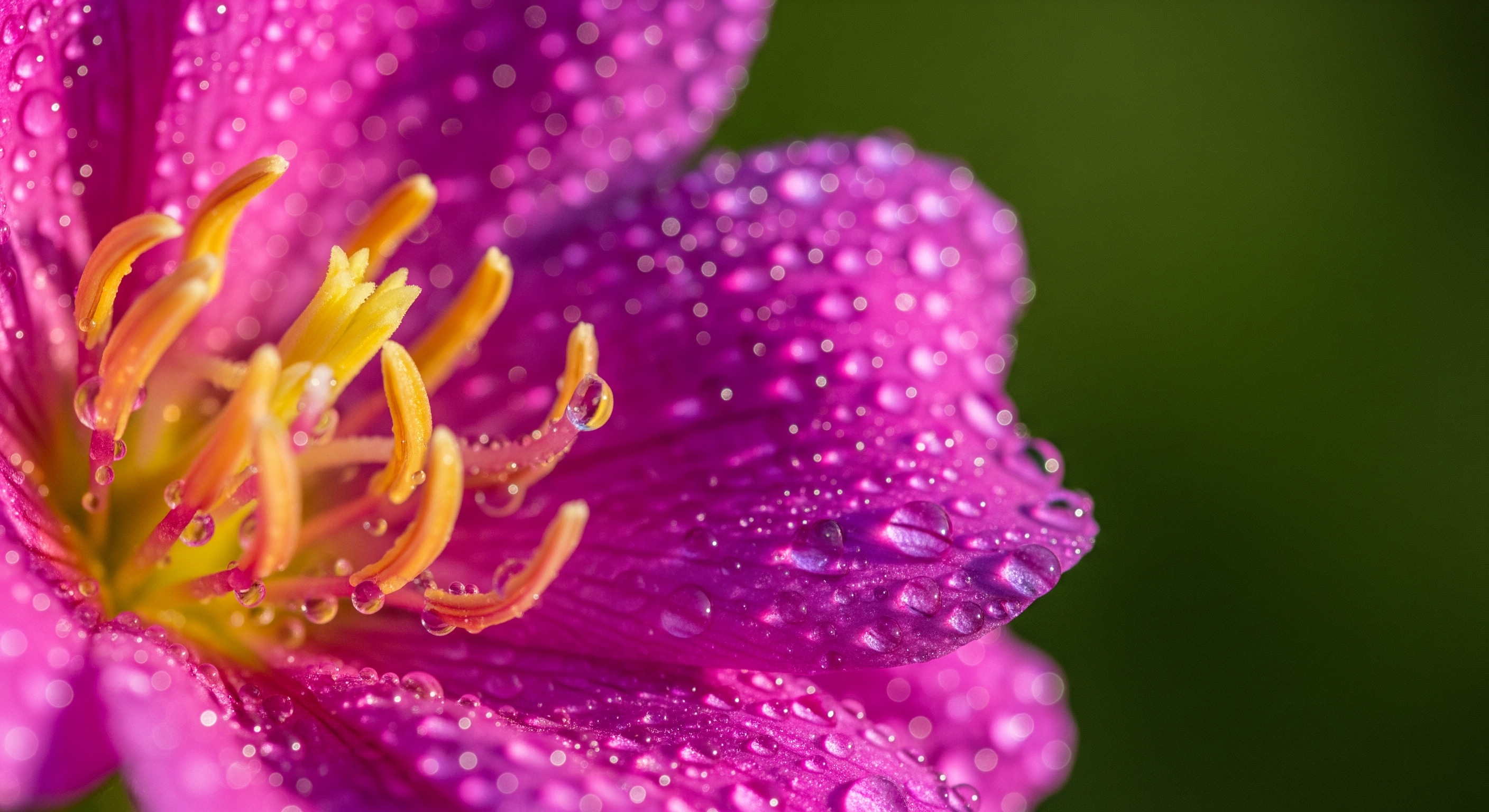 Morning Dew