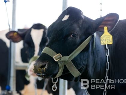 В Татарстане предложили вакцинировать скот от бруцеллеза из-за вспышек заболевания