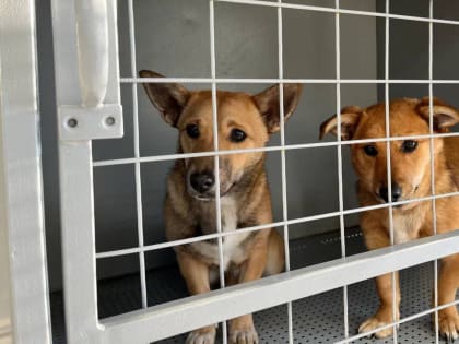 Ответственность владельцев собак в городе