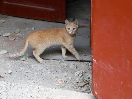 На благотворительной акции «Дорога домой» казанцы приютили 51 бездомную кошку