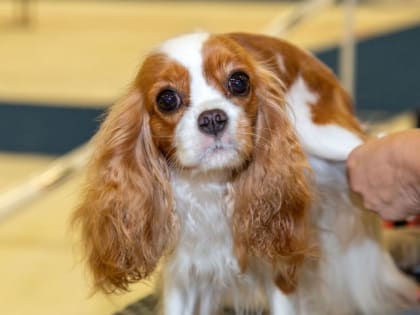 Безопасность на дорогах: акция в Лобне