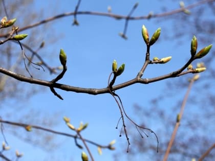 Апрельская жара до +17 градусов грядет в Татарстан