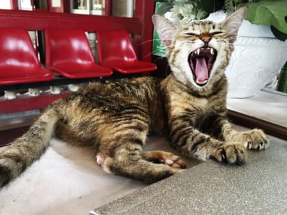 Скоро тропическую жару в Татарстане разбавят грозовые дожди и град