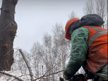 В Нижнекамске продолжаются работы по обрезке деревьев