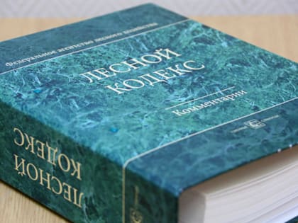 Лесное законодательство: ряд ключевых изменений, которые вступают в силу в 2025 году
