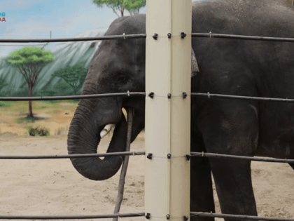 В Казани зоопарк показал, как слон использует зубочистку