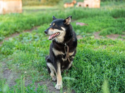 Новые правила для владельцев домашних животных