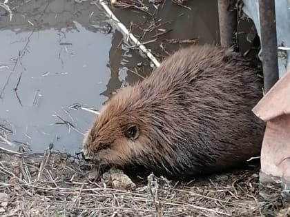 В Буинске, пробравшегося в нежилой дом бобра вернули в естественную среду обитания