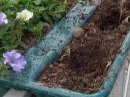 В Елабуге женщина выкопала из вазона цветы