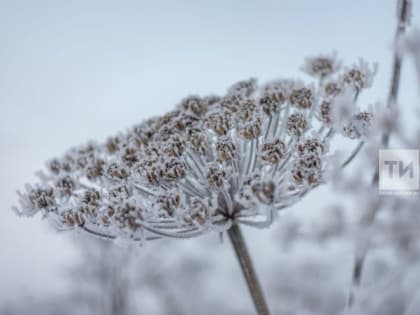 Синоптики предупредили о новых заморозках в Татарстане