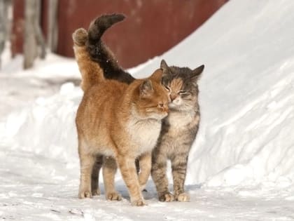 Мокрый снег и умеренное тепло окутают Татарстан 19 марта