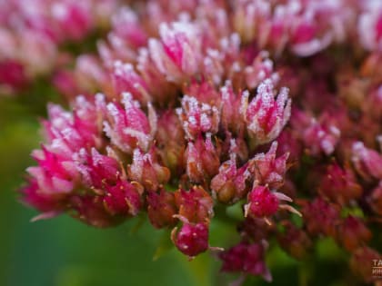 Ночные заморозки в Татарстане