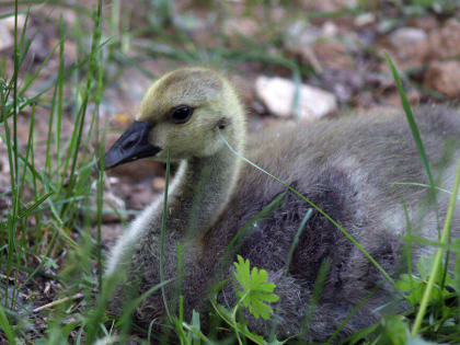 В казанском зоопарке вылупился птенец канадской казарки