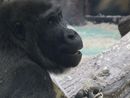 Празднование Международного дня горилл в Казанском зооботсаду