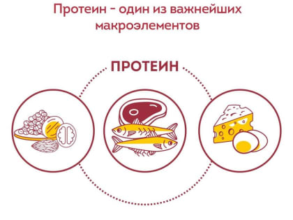 Для чего организму нужен белок?