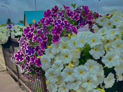 Летние цветы: как Богатые превращаются в цветущий рай