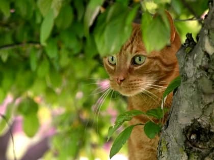 Стало известно, чем порадует погода в Татарстане в начале недели