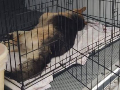 Запрет на выгул собак без поводка